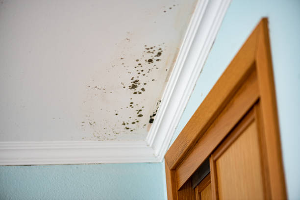 Best DIY Mold Remediation Support Services in Abbeville, LA