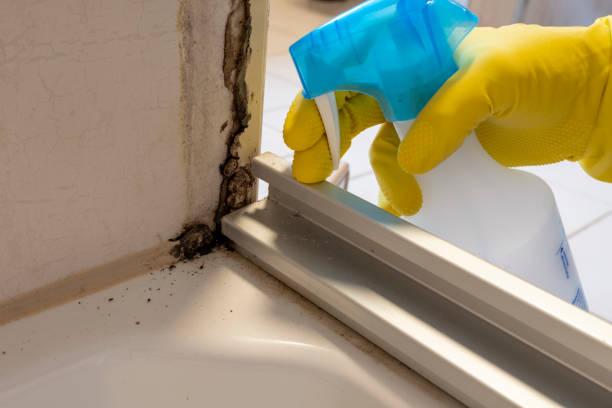 Best Post-Flood Mold Remediation in Abbeville, LA